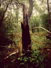 Trees in forest