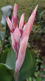 Close-up of pink flower