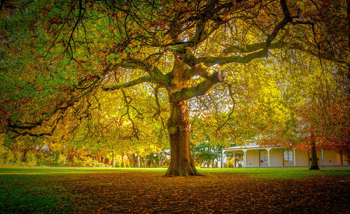 Autumn leaves on tree