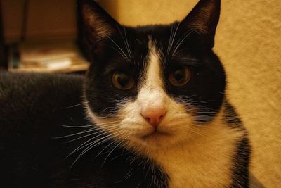 Close-up portrait of cat