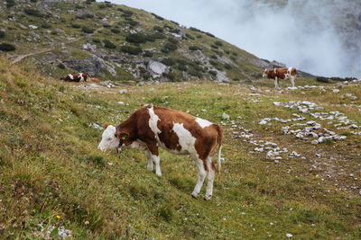 Cows grazing in a field