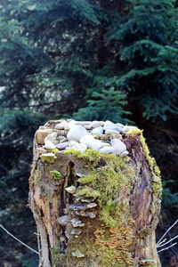 Close-up of mushrooms growing on tree trunk