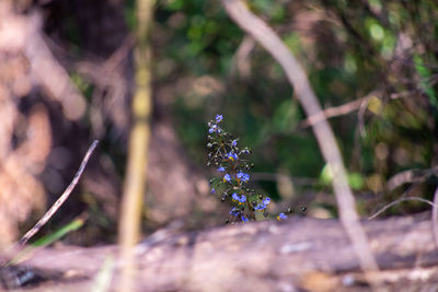 Close-up of purple flowering plant