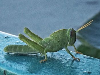 Close-up of grasshopper on water