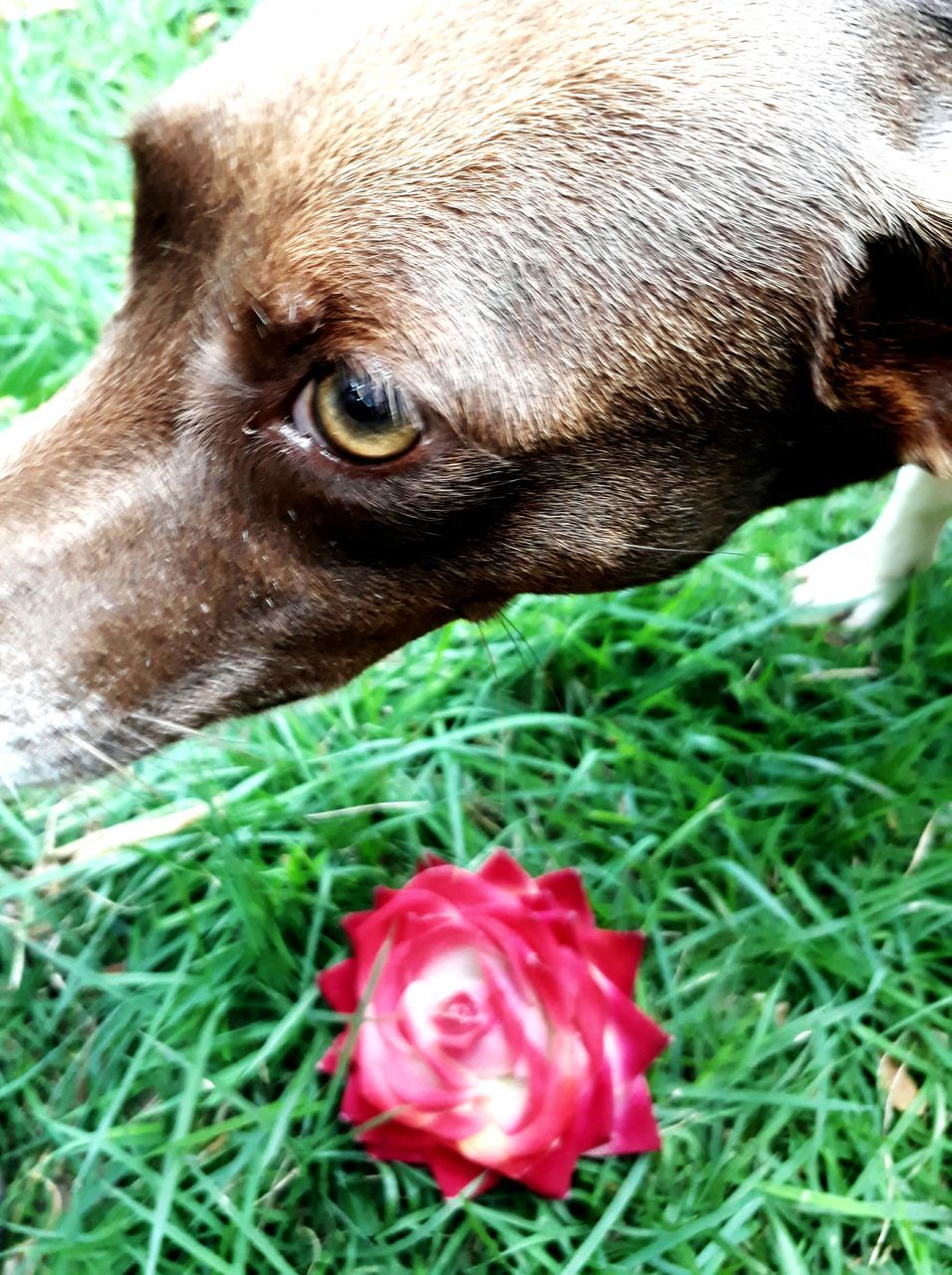 CLOSE-UP OF A DOG LOOKING AWAY