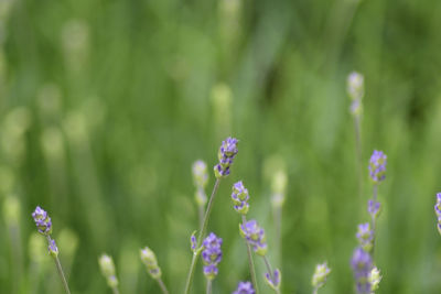 Close-up of purple flowers