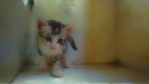 Close-up of cat looking away at home