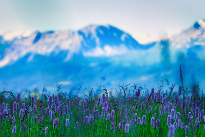 Purple flowering plants on field against sky