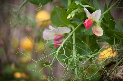 Close-up of pink flowers blooming outdoors