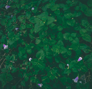 Full frame shot of flowering plant