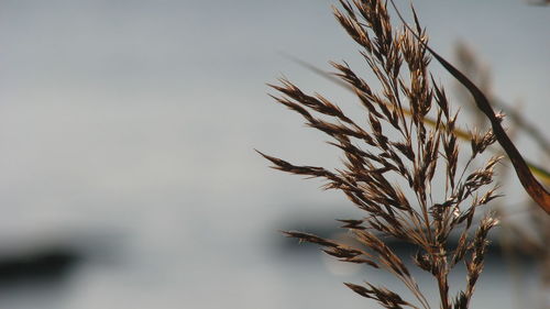 Close-up of stalks against sky at sunset