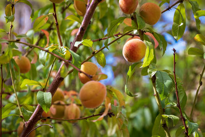 Close-up of fruits growing on tree