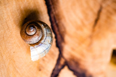 close-up