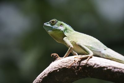 Close-up of lizard perching on branch