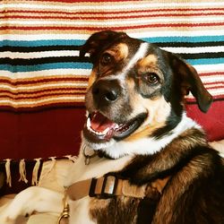 Close-up portrait of dog