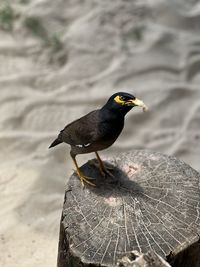 Close-up of bird perching on retaining wall