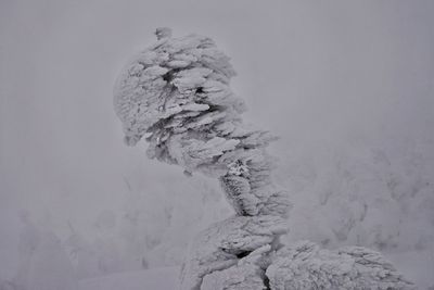 Close-up of tree during winter