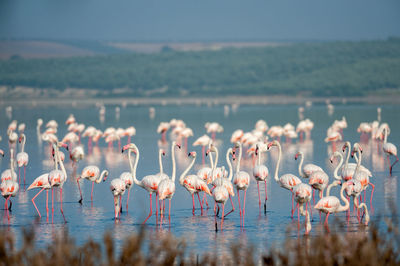 Flamingos in lagoon fuente de piedra