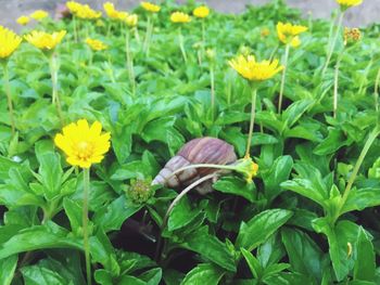 Close-up of yellow flowers blooming on field