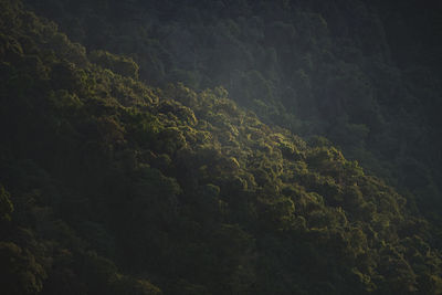 High angle view of forest