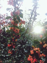 Low angle view of flower trees against sky