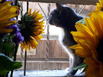 View of cat against white wall