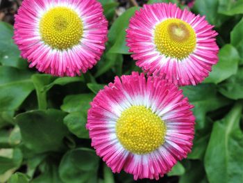 Close-up of pink flowers blooming outdoors