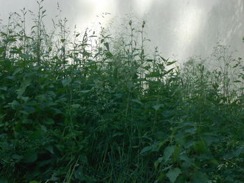 plant