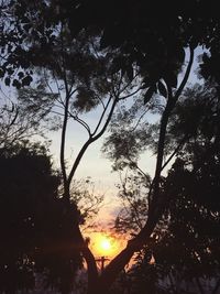 Low angle view of silhouette trees against sky at sunset