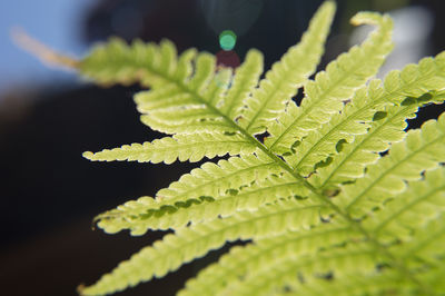 leaf