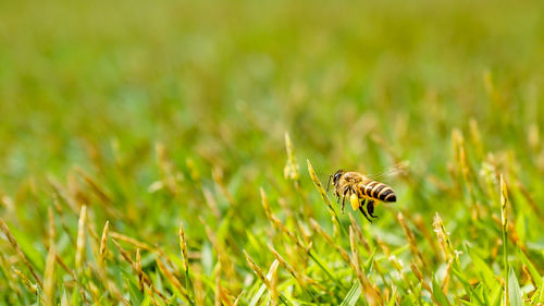 Close-up of bee on grass