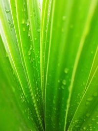 Close-up of wet leaf