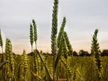 Close-up of wheat growing on field against sky