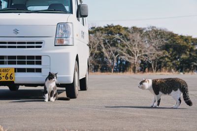 Dog in car