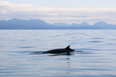 A highland visitor 