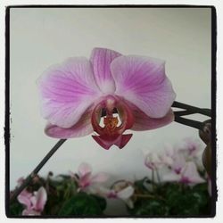 Close-up of pink flowers