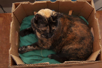 Cat resting in a basket