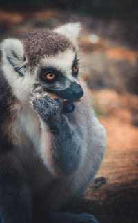 Close-up of monkey looking away