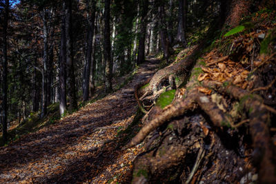 Trees in forest