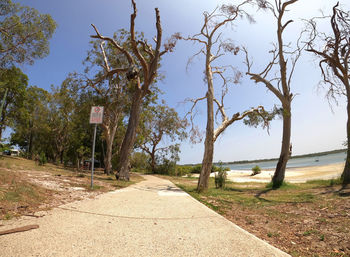 Footpath amidst trees against sky