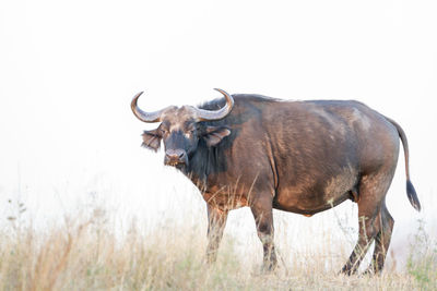 African buffaloes on land