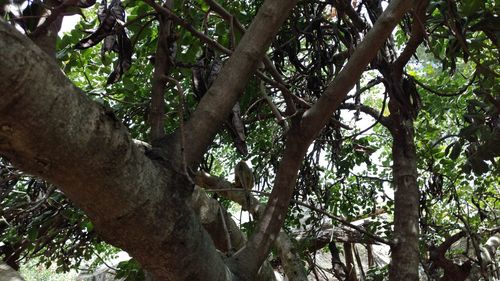 Low angle view of trees