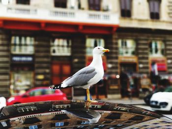 Close-up of seagull perching on car against city