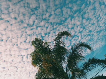 Low angle view of coconut palm tree against sky