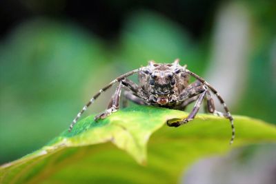 Close-up of spider