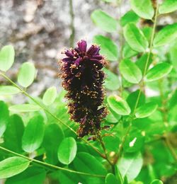 Close-up of insect on flower