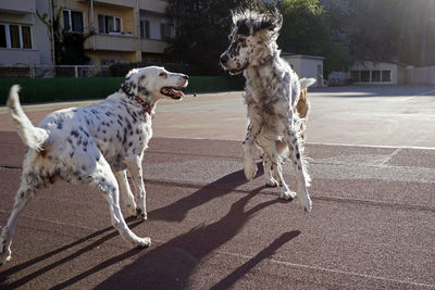 Dogs playing in the park