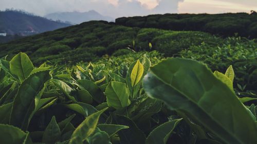 Scenic view of agricultural field