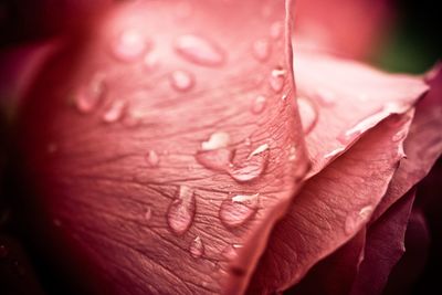 Close-up of wet rose