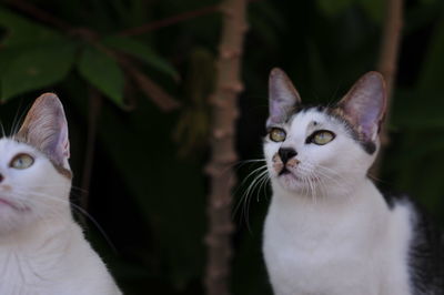 Close-up portrait of cat